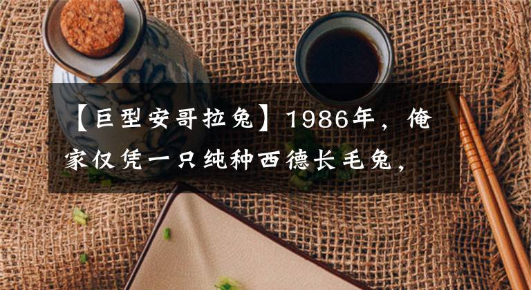 【巨型安哥拉兔】1986年，俺家仅凭一只纯种西德长毛兔，成为名符其实的“万元户”