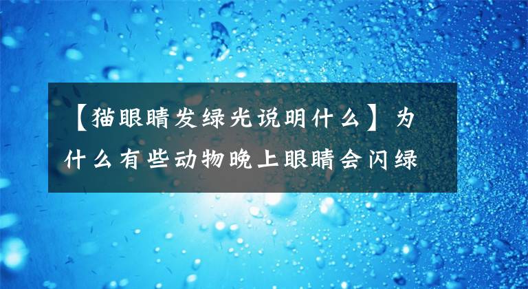 【猫眼睛发绿光说明什么】为什么有些动物晚上眼睛会闪绿色？不是有荧光物质，而是结构独特文章配图