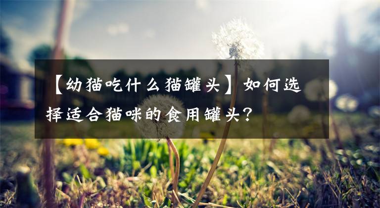 【幼猫吃什么猫罐头】如何选择适合猫咪的食用罐头？文章配图