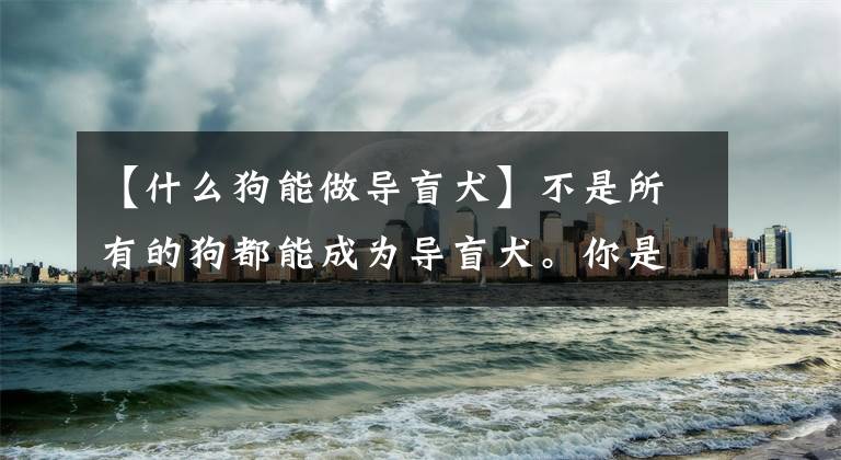 【什么狗能做导盲犬】不是所有的狗都能成为导盲犬。你是我的眼睛。你爱吗文章配图