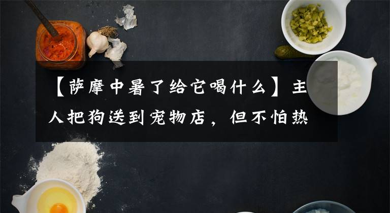 【萨摩中暑了给它喝什么】主人把狗送到宠物店，但不怕热。因为朋友告诉了他三个防暑要领。文章配图