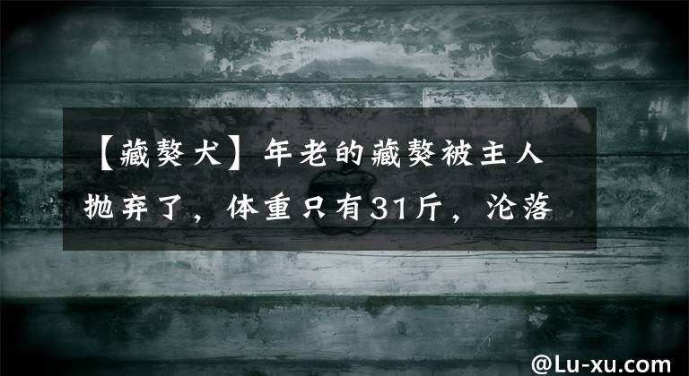 【藏獒犬】年老的藏獒被主人抛弃了，体重只有31斤，沦落到土狗欺负的地步