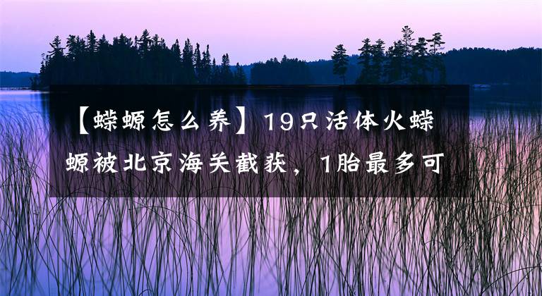 【蝾螈怎么养】19只活体火蝾螈被北京海关截获，1胎最多可产60只，到底多可怕？