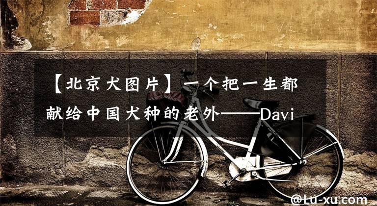 【北京犬图片】一个把一生都献给中国犬种的老外——David Fitzpatrick北京犬