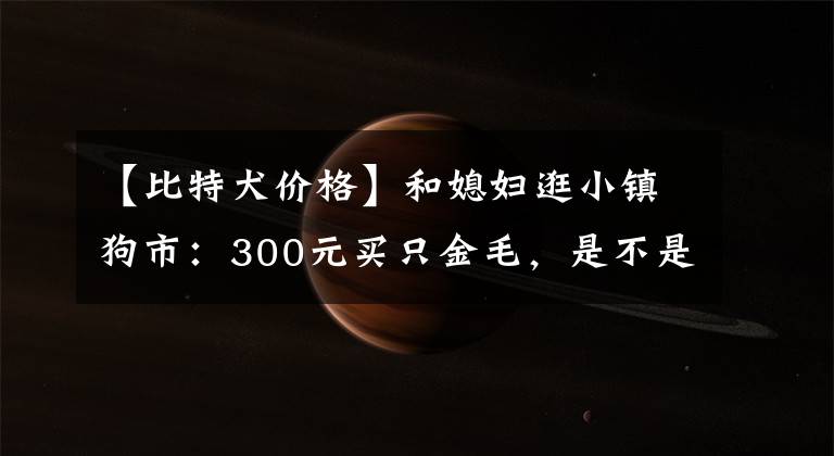 【比特犬价格】和媳妇逛小镇狗市：300元买只金毛，是不是太便宜了？