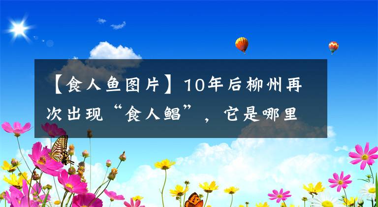 【食人鱼图片】10年后柳州再次出现“食人鲳”，它是哪里来的？真的会吃人吗？