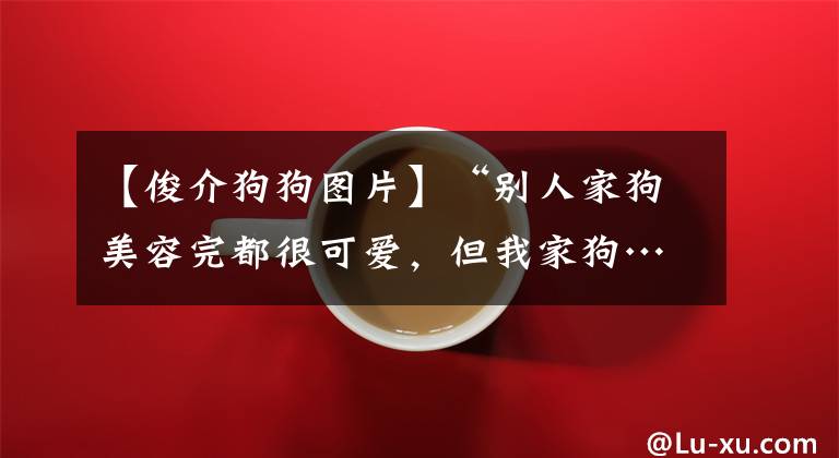 【俊介狗狗图片】“别人家狗美容完都很可爱，但我家狗……就像一个健身教练！”