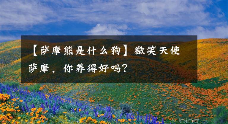 【萨摩熊是什么狗】微笑天使萨摩，你养得好吗？文章配图