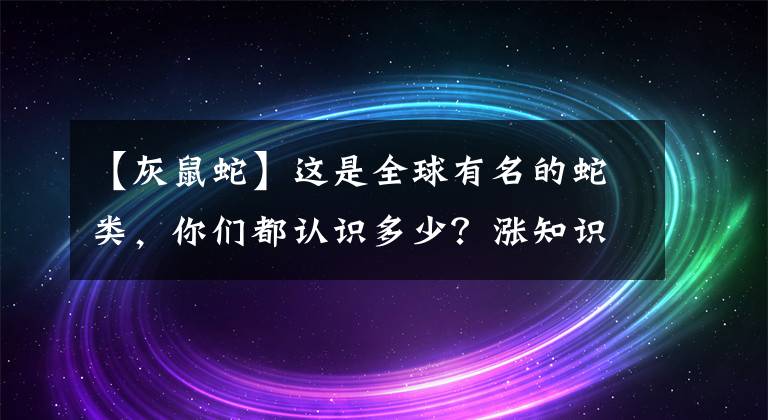 【灰鼠蛇】这是全球有名的蛇类，你们都认识多少？涨知识了