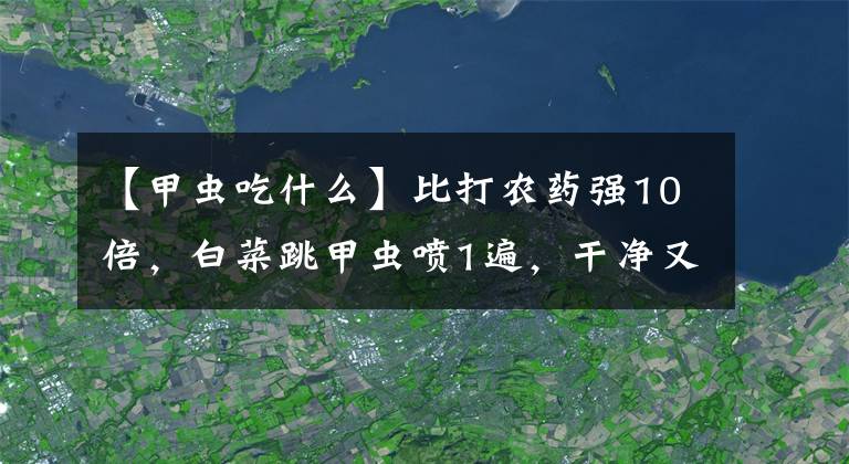 【甲虫吃什么】比打农药强10倍，白菜跳甲虫喷1遍，干净又彻底，一季菜叶无虫眼