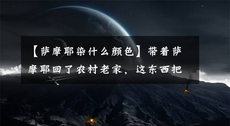 【萨摩耶染什么颜色】带着萨摩耶回了农村老家，这东西把自己染成了紫色，全村的人围过来参观！文章配图