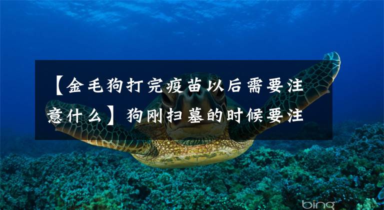【金毛狗打完疫苗以后需要注意什么】狗刚扫墓的时候要注意什么文章配图