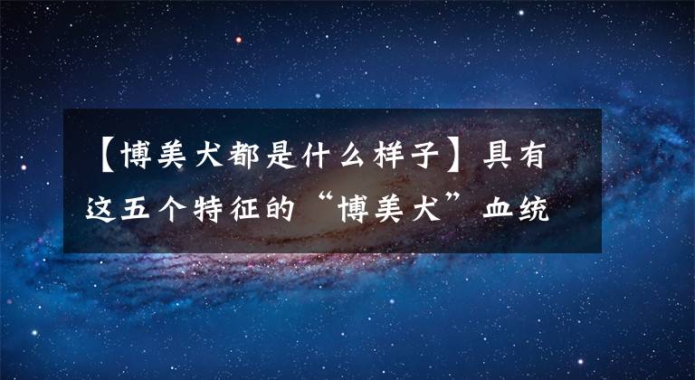 【博美犬都是什么样子】具有这五个特征的“博美犬”血统纯正文章配图