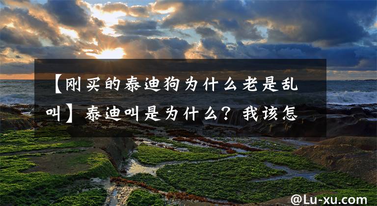 【刚买的泰迪狗为什么老是乱叫】泰迪叫是为什么？我该怎么阻止泰迪叫？文章配图