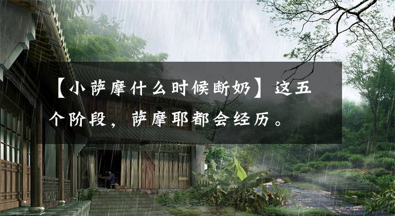 【小萨摩什么时候断奶】这五个阶段，萨摩耶都会经历。文章配图