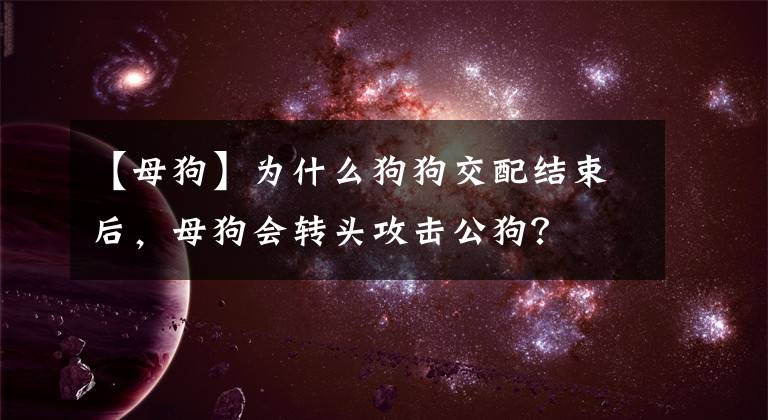 【母狗】为什么狗狗交配结束后，母狗会转头攻击公狗？