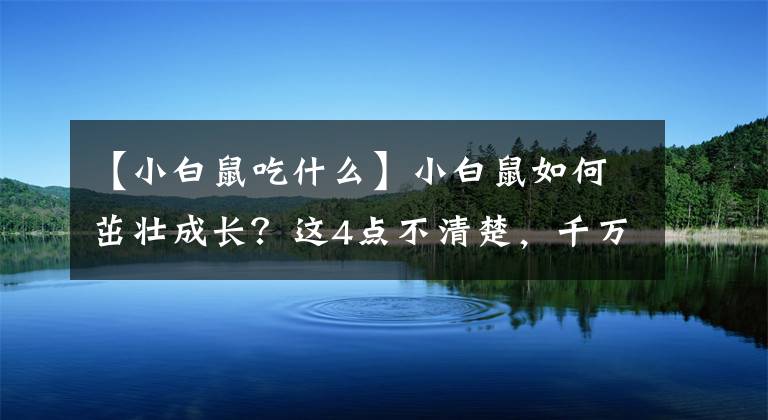 【小白鼠吃什么】小白鼠如何茁壮成长？这4点不清楚，千万别养小白鼠