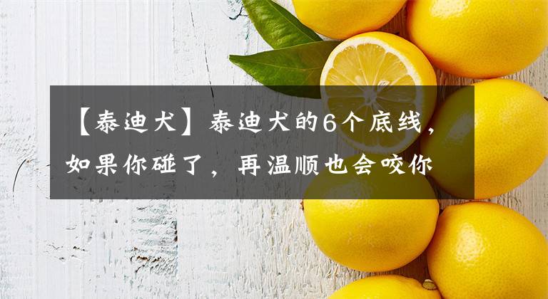 【泰迪犬】泰迪犬的6个底线，如果你碰了，再温顺也会咬你文章配图