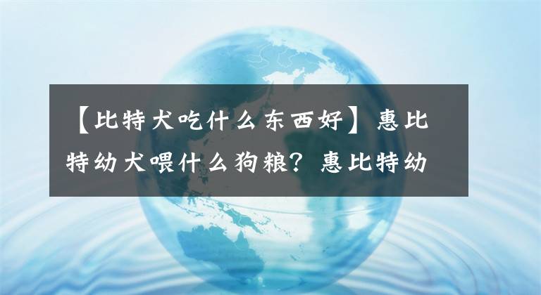 【比特犬吃什么东西好】惠比特幼犬喂什么狗粮？惠比特幼犬饲养方法文章配图