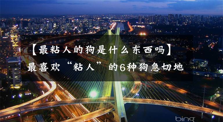 【最粘人的狗是什么东西吗】最喜欢“粘人”的6种狗急切地盼着你长大，你确定能忍受吗？文章配图