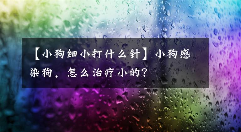 【小狗细小打什么针】小狗感染狗，怎么治疗小的？