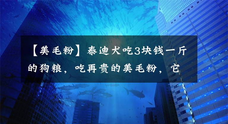 【美毛粉】泰迪犬吃3块钱一斤的狗粮，吃再贵的美毛粉，它的毛发也不会漂亮