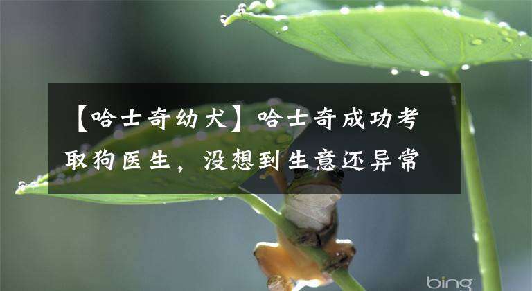 【哈士奇幼犬】哈士奇成功考取狗医生，没想到生意还异常火爆，厉害了文章配图