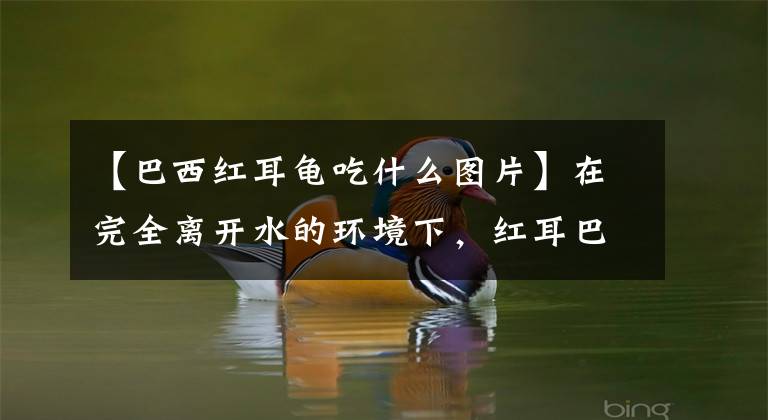 【巴西红耳龟吃什么图片】在完全离开水的环境下，红耳巴西龟到底能活多久？文章配图