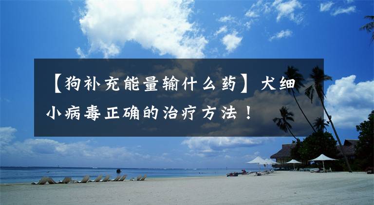 【狗补充能量输什么药】犬细小病毒正确的治疗方法！文章配图