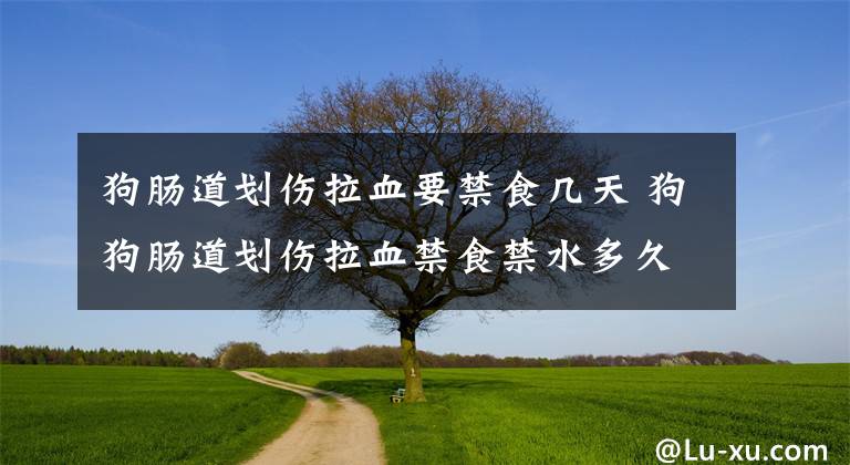 狗肠道划伤拉血要禁食几天 狗狗肠道划伤拉血禁食禁水多久文章配图