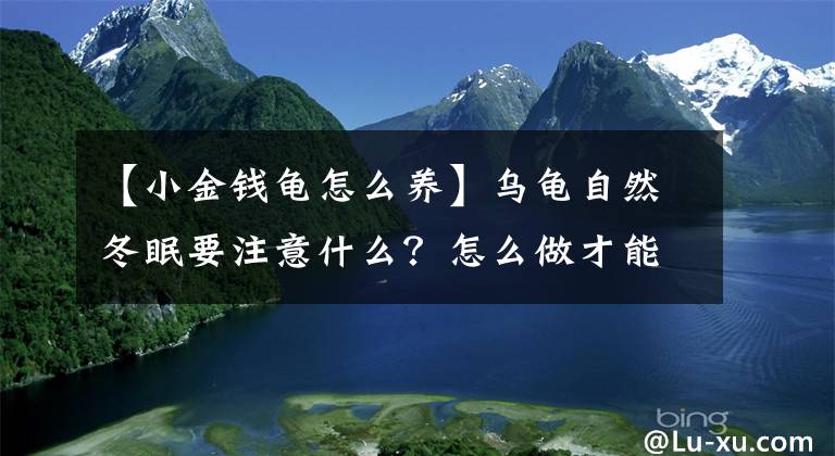 【小金钱龟怎么养】乌龟自然冬眠要注意什么？怎么做才能让它安全过冬？