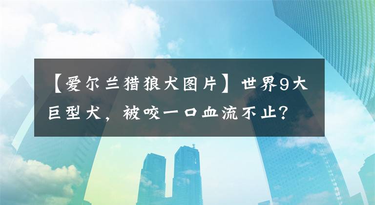 【爱尔兰猎狼犬图片】世界9大巨型犬，被咬一口血流不止？其实是温柔的大狗