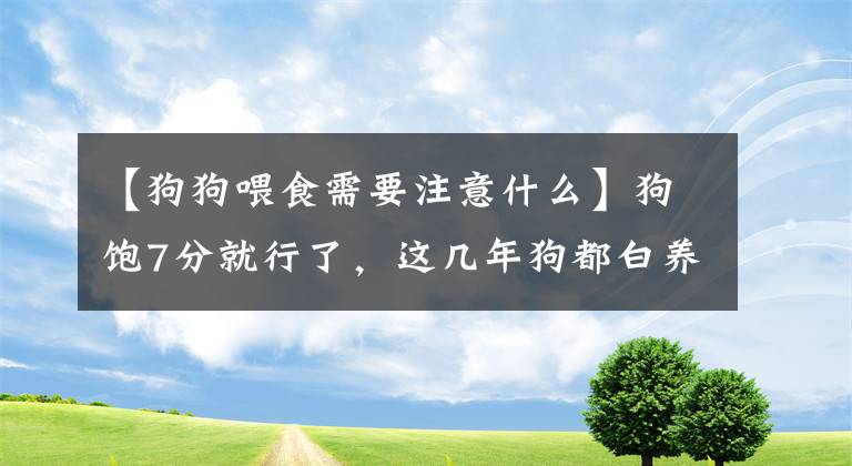 【狗狗喂食需要注意什么】狗饱7分就行了，这几年狗都白养了？原来喂狗也花了很大的心思