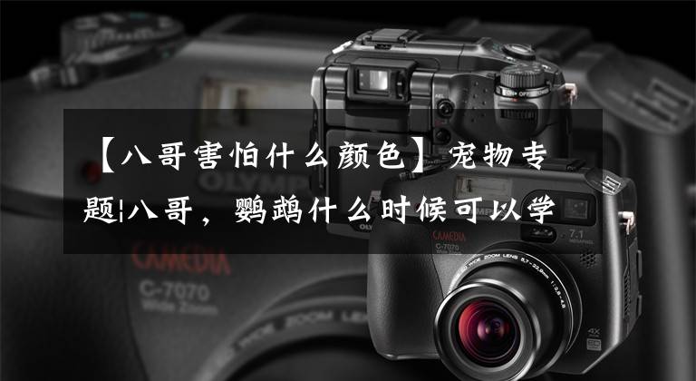 【八哥害怕什么颜色】宠物专题|八哥，鹦鹉什么时候可以学语言，学语言的时候该怎么训练？文章配图