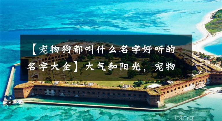 【宠物狗都叫什么名字好听的名字大全】大气和阳光，宠物狗的名字，西式体贴-可爱之处