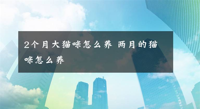 2个月大猫咪怎么养 两月的猫咪怎么养文章配图