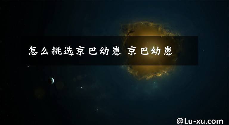 怎么挑选京巴幼崽 京巴幼崽文章配图