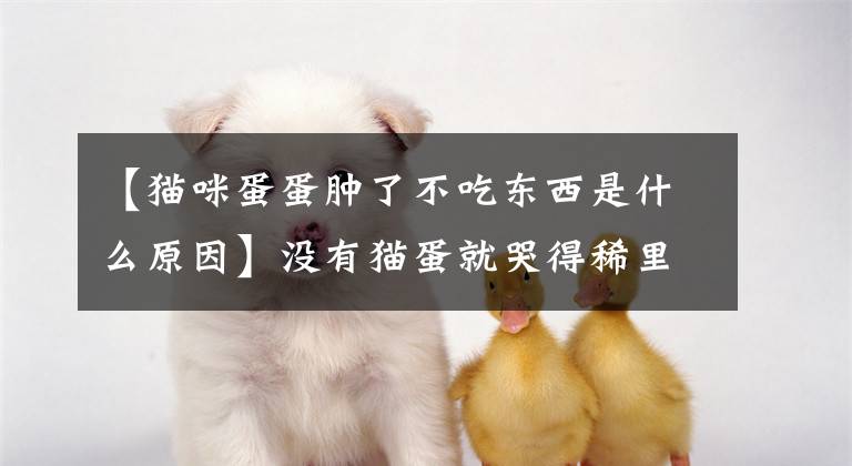 【猫咪蛋蛋肿了不吃东西是什么原因】没有猫蛋就哭得稀里哗啦，屎冠：怎么办，有点想笑。文章配图