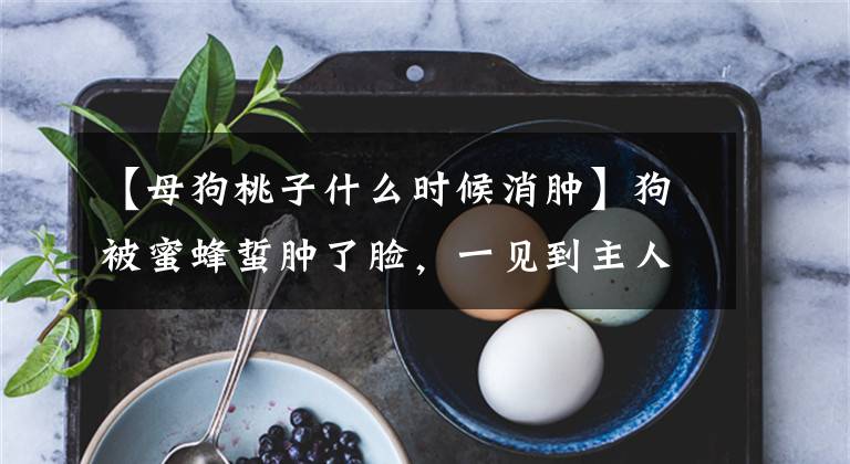 【母狗桃子什么时候消肿】狗被蜜蜂蜇肿了脸，一见到主人就笑。土狗：蜜蜂先动手文章配图
