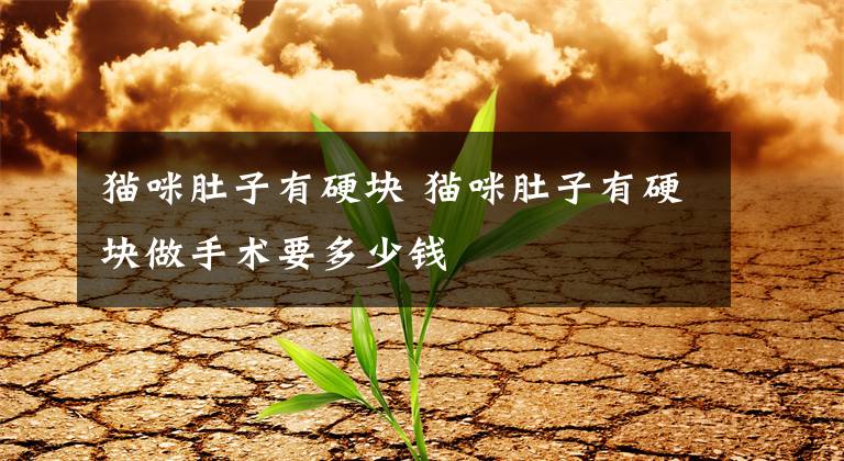 猫咪肚子有硬块 猫咪肚子有硬块做手术要多少钱文章配图