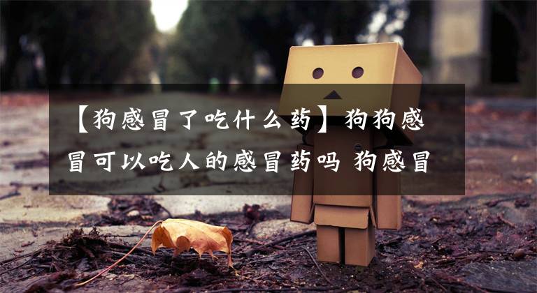 【狗感冒了吃什么药】狗狗感冒可以吃人的感冒药吗 狗感冒能用人的药吗