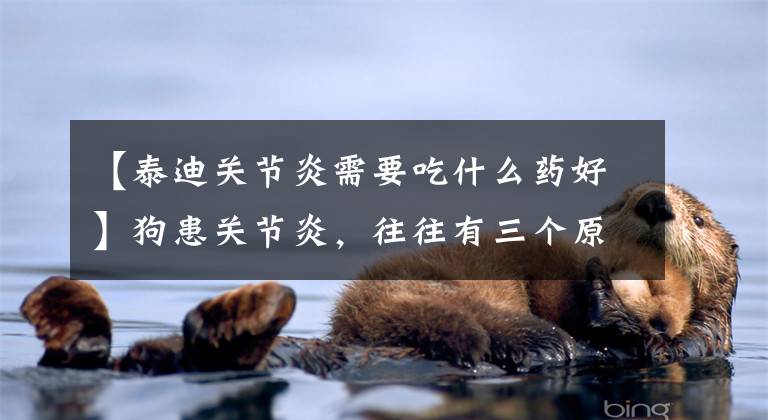 【泰迪关节炎需要吃什么药好】狗患关节炎，往往有三个原因，狗关节炎该怎么办？文章配图
