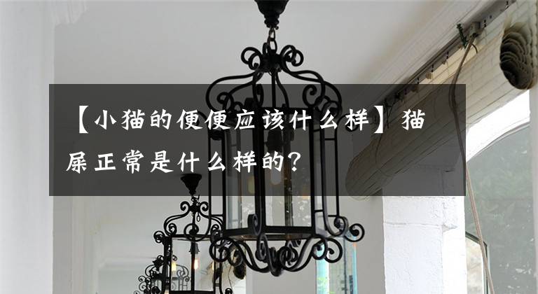 【小猫的便便应该什么样】猫屎正常是什么样的？文章配图
