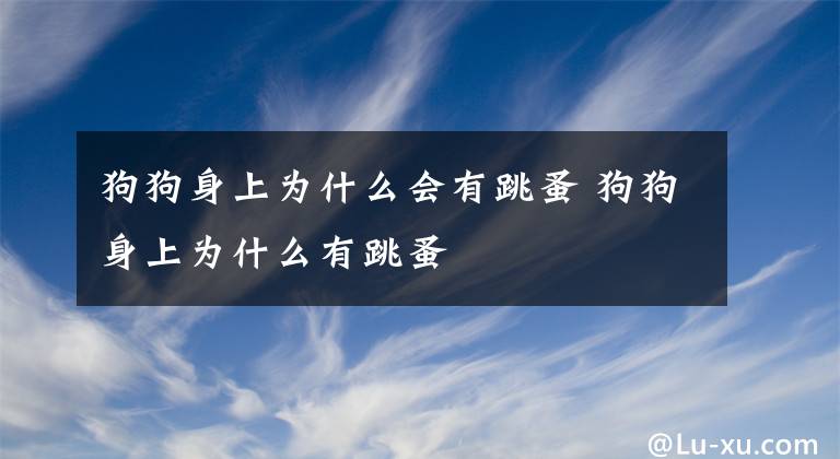 狗狗身上为什么会有跳蚤 狗狗身上为什么有跳蚤文章配图