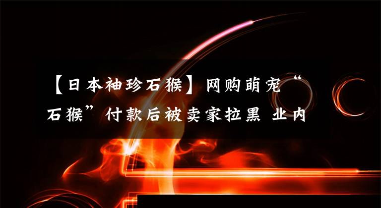 【日本袖珍石猴】网购萌宠“石猴”付款后被卖家拉黑 业内人士称国家不允许买卖猴