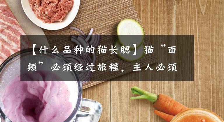 【什么品种的猫长腮】猫“面颊”必须经过旅程，主人必须非常了解文章配图