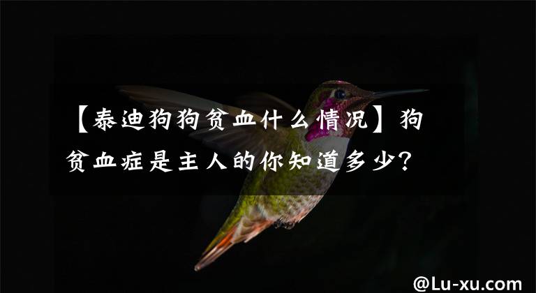 【泰迪狗狗贫血什么情况】狗贫血症是主人的你知道多少？要知道三大原因和症状及预防文章配图