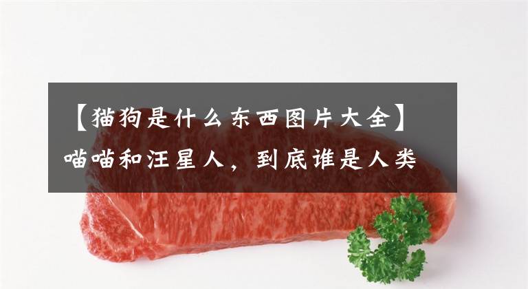 【猫狗是什么东西图片大全】喵喵和汪星人，到底谁是人类的救星？文章配图