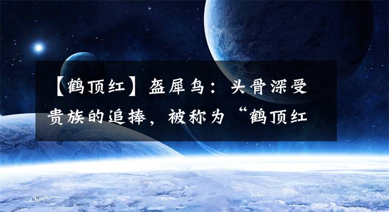 【鹤顶红】盔犀鸟：头骨深受贵族的追捧，被称为“鹤顶红”，价格比黄金还贵