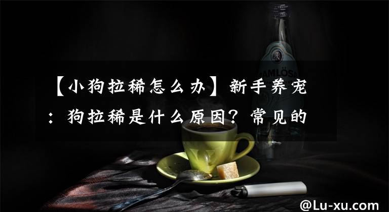 【小狗拉稀怎么办】新手养宠：狗拉稀是什么原因？常见的原因及处理拉稀的方法